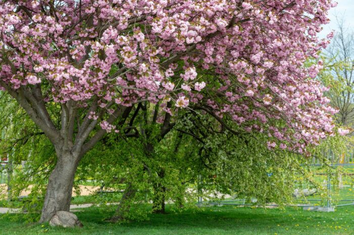 align your energy this spring